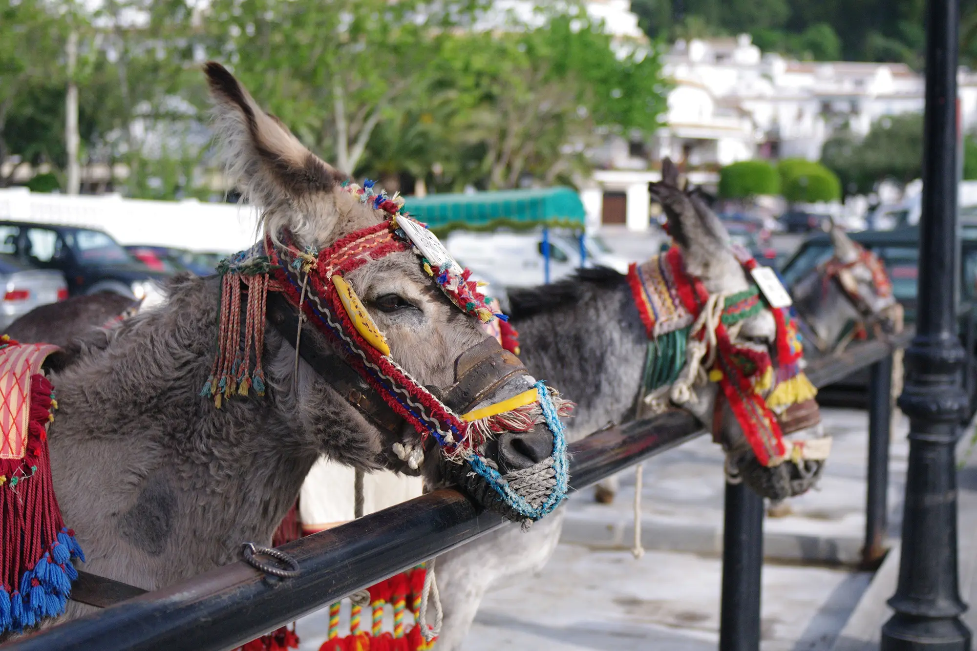 JamSpain Holidays - Travel Agency - Mijas Pueblo Burro Taxi